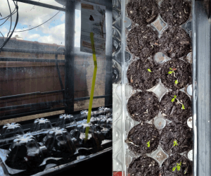 20150404_100905-milkweed-seedlings