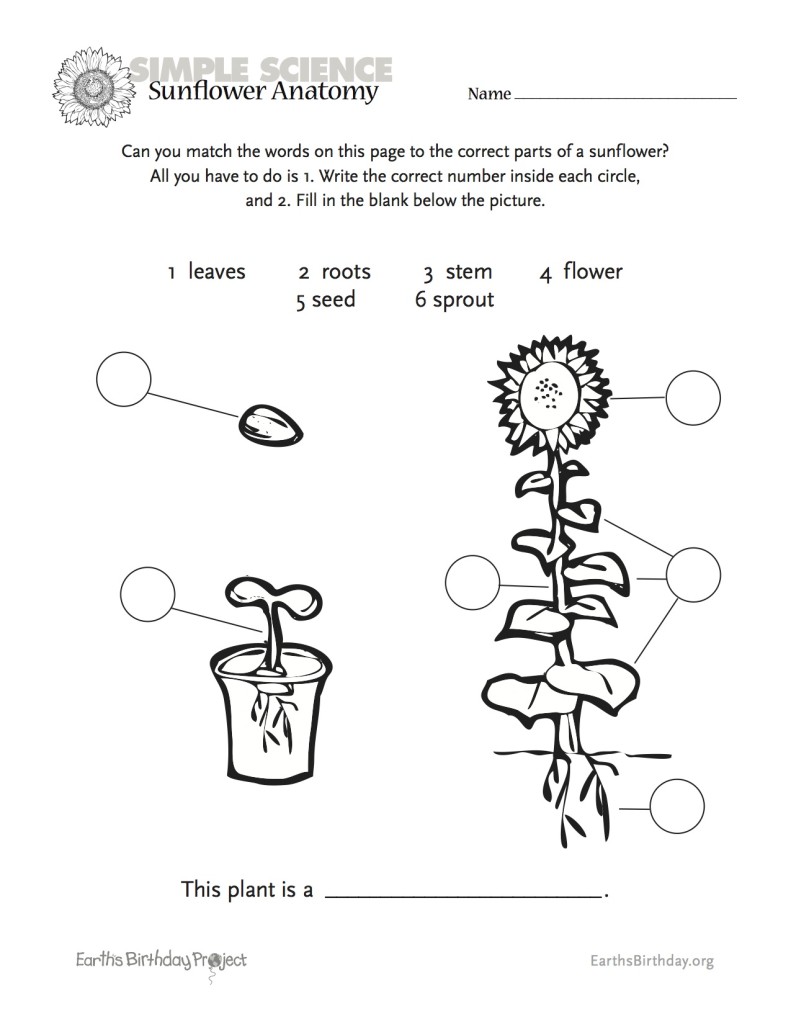 sunflower-anatomy 1
